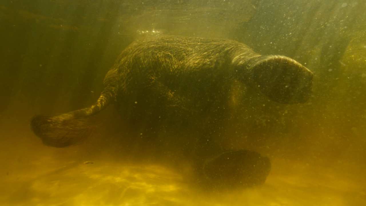 underwater shot of an elephants feet and tail
